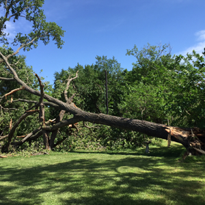 Storm Damage Trees