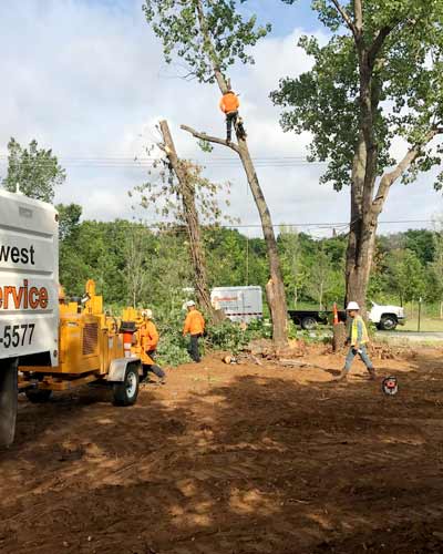 Tree Removal Fort Worth