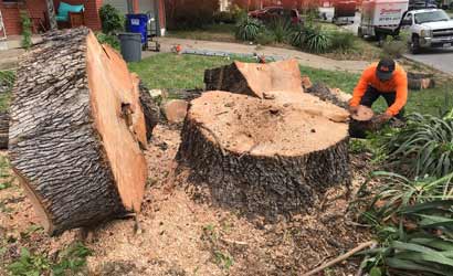 Tree Removal