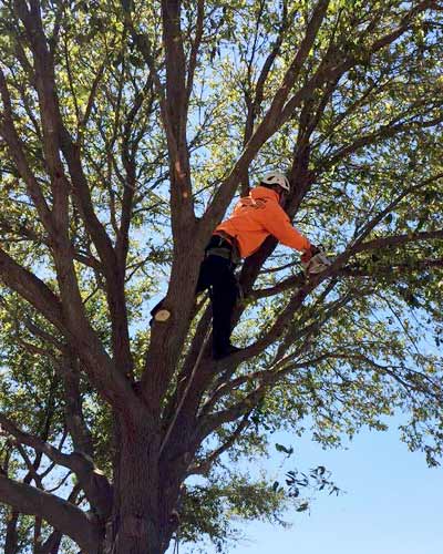 Tree Trimming