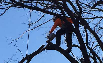 Tree Trimming