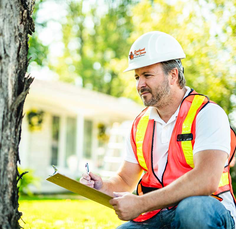 Arborist Fort Worth, TX