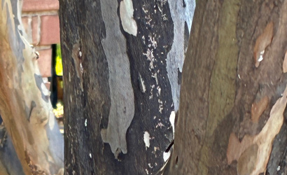 Tree Health