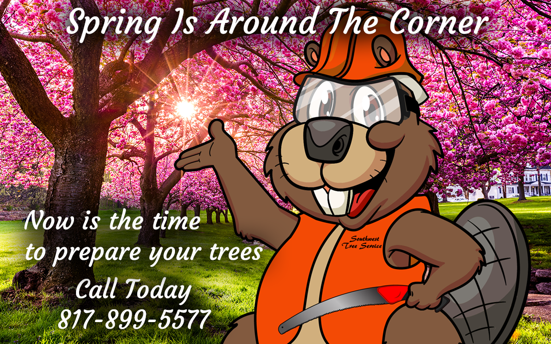 Spring Is Around The Corner: Prepare Your Trees
