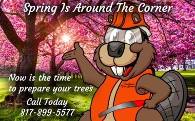 Spring Is Around The Corner: Prepare Your Trees