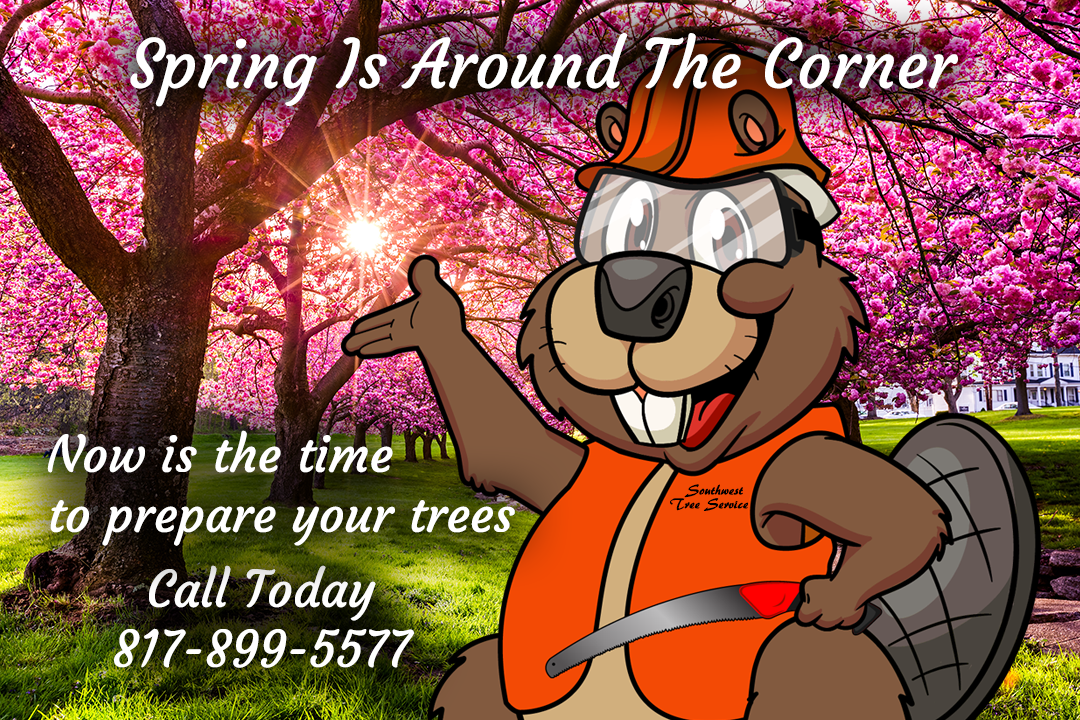 Spring is around the corner - Prepare Your Trees